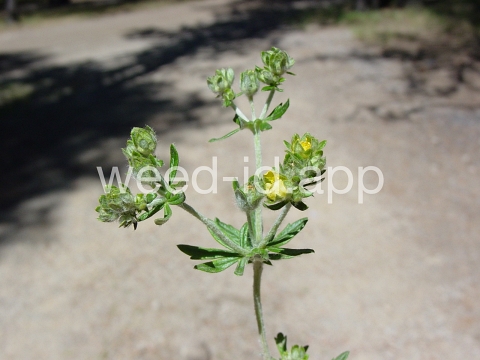 cinquefoil, silvery